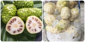 Fruits de Noni surgelés 100% naturels, qualité export IQF, provenant du Vietnam - Product Image 2