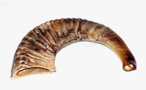 Jouet à mâcher pour chien en corne de buffle naturelle – Jouet pour animaux de compagnie biologique et durable pour une mastication sûre et saine - Product Image 4