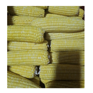 Granos de Maíz Congelados de Alta Calidad en Empaque a Granel para Procesamiento de Alimentos Comercial - Product Image 5