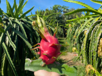 Exportkwaliteit VIETFAP ODM/OEM Witte Drakenvrucht 100% Natuurlijk Versgevroren Binh Thuan Vietnam 30-40 Dagen Houdbaarheid