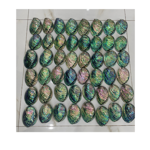 Concha de abulón de Vietnam, material decorativo premium para accesorios de joyería, arte con conchas y artesanías. - Product Image 1