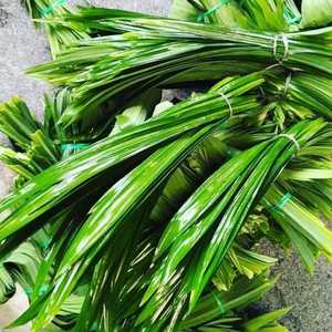 Hojas de Pandan Congeladas Premium, Paquete de Hojas de Screwpine para la Industria de Procesamiento de Alimentos, Suministro de Vietnam - Sra. Grace - Product Image 4