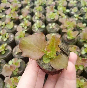 Bloque de turba de coco Biodegradable Ecológico para plantar Jardinería y Agricultura por Green Future Vietnam - Product Image 2