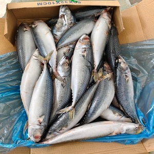 ปลาแมคเคอเรลแสนอร่อย อาหารทะเลพรีเมียมสดใหม่ รสชาติเยี่ยม เนื้อแน่น คุณภาพเชื่อถือได้ สำหรับผู้ค้าปลีก - Product Image 4