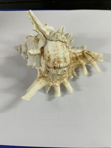 Magnifiques coquillages naturels de grande taille (5-6 cm) 100% adaptés à la décoration alimentaire et aux projets de bricolage - Origine Vietnam Ba Ria-Vung Tau VIET D.E.L.T.A - Product Image 6