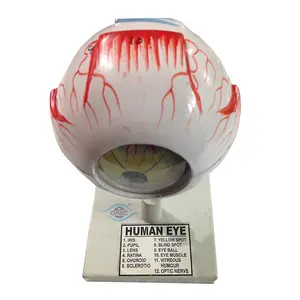 Estructura de ojos humanos para educación, modelo anatómica de ojo humano, modelo de anatomía de Pvc