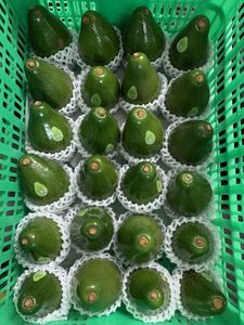 Avocat congelé du Vietnam – Approvisionnement en gros pour les services de restauration et l'industrie agroalimentaire - Product Image 6