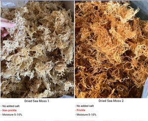 99 Gold Data Company's Premium Raw Organic Laver Sea Moss Superfood Organic Ocean Harvest for Immunity Support Processus de séchage à l'air - Product Image 6