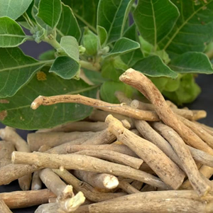 Raíz de Ashwagandha (Withania Somnifera) Seca al Sol Naturalmente de Rajasthan, Proveedor a Granel para Uso Cosmético y Medicinal - Product Image 6