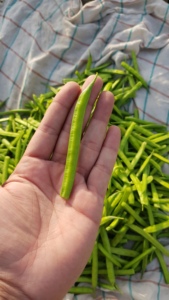 Semillas de Frijol Dorado Cluster Bean, 99% de Pureza Natural, 85% de Germinación, Origen Pakistán - Product Image 5