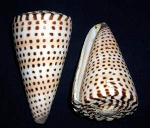 Concha de Mar Norah Premium Turbo 99 Gold Data de Vietnam, Hecha a Mano, Material Orgánico Duradero para Decoración de Casas con Estilo Playero y Acuarios - Product Image 5