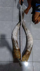 Real Buffalo Pear Horn High Quality <b>Hand</b> <b>Made</b> with Polished Custom Size Low Price and Real Cow Horn Pair Top Sales - Product Image 5