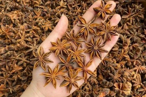 Anís estrellado fresco y seco de gran calidad de Vietnam con el mejor grado y precio competitivo - Product Image 5