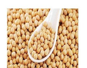 Offre Spéciale : Grains de Soja Non-OGM Riches en Protéines pour l'Alimentation Saine – Soja Non-OGM à Vendre - Product Image 6
