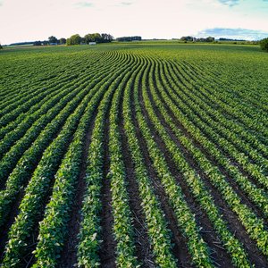 Fertilizante de Nitrógeno Ureico 46%N en Perlas de Liberación Rápida para Uso Agrícola - Product Image 4