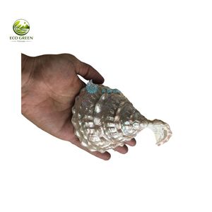 Fournisseur Vietnamien en Gros de Coquillages Trochus Naturels Polis, Ronds et Nacrés, pour la Décoration Moderne de la Maison et l'Artisanat - Product Image 3