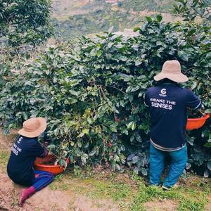 Granos de Café Robusta Procesados con Miel, Tueste Claro, Certificación HACCP, Bolsa Libre de Alérgenos - Product Image 5