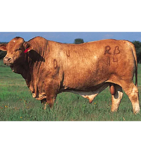ผู้จัดจำหน่ายวัวเนื้อ Beefmaster สำหรับผู้เพาะพันธุ์ปศุสัตว์และธุรกิจเกษตรกรรม - Product Image 1