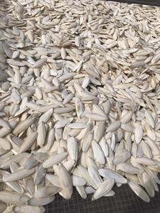 Os de seiche séchés blancs naturels de haute qualité pour les oiseaux, riches en vitamines, nourriture pour animaux, emballés en boîte - Mme Lima - Product Image 2