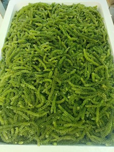 Uvas de Mar Deshidratadas, Producto Más Vendido 2026, Snack Saludable de Algas Secas - Product Image 4