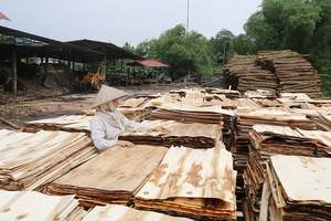 แผ่นไม้วีเนียร์แกนยางพารา/ยูคาลิปตัส/อะคาเซียธรรมชาติ ราคาถูกมาก ปี 2026 - Product Image 5