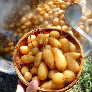 Tubería de Raíz Congelada y Cocida de Textura Glutinosa para Uso en Restaurantes, Ingrediente Masticable para Postres, Listo para Cocinar - Product Image 1