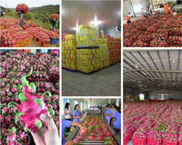 [Nieuwe 2025] Binh Thuan Rood Vel Rood Vlees Dragon Fruit Globalgap Standaard Zoete Sappige Smaak Voor Groothandelsimporteurs