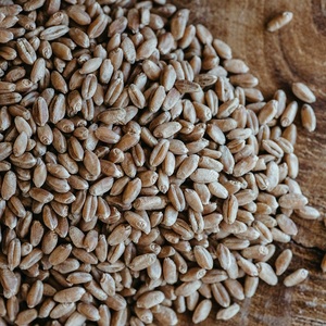 Grains de blé biologiques avec livraison rapide, blé doux doré de qualité avec un taux élevé de gluten, achat en gros au meilleur prix - Product Image 4