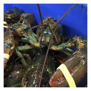 กุ้งมังกรจำนวนมากสำหรับผู้ซื้อระหว่างประเทศ ผู้ค้าส่งอาหารทะเล และเครือข่ายร้านอาหาร - Product Image 6