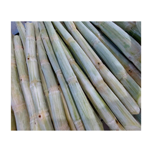 CAÑA DE AZÚCAR FRESCA CONGELADA AL POR MAYOR CON PRECIO COMPETITIVO Y ALTA CALIDAD PARA EXPORTAR DESDE VIETNAM - Product Image 3