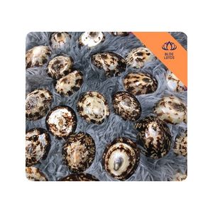 [สินค้าขายดี] เปลือกหอยลิมเพ็ตขัดเงาแบบแห้ง เป็นมิตรกับสิ่งแวดล้อม สำหรับตกแต่งโต๊ะสไตล์ทะเล งานฝีมือสร้างสรรค์จากเวียดนาม - Product Image 1