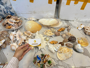 Coquillages décoratifs sélectionnés à la main pour la décoration intérieure côtière de luxe - Product Image 3
