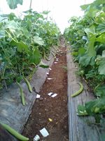 Lange Meloen KAKRI TAR Zaden Groene Kleur 99% Zuiverheid 85% Kiembaarheid Pakistaanse Oorsprong Moon Star Merk 1 Gram 1 Kg 6% Vocht Max 12%