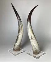 Meilleure pièce décorative en corne de taureau pour la décoration de table et de mur, longue corne de bœuf naturelle, corne de buffle pour la maison, fabriquée en Inde
