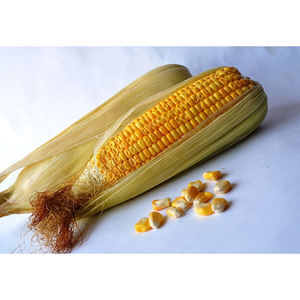 Maíz Amarillo Orgánico Fresco de Primera Calidad, Semillas de Maíz Dulce Crudas a Granel en Bolsas de 50 kg - Product Image 3