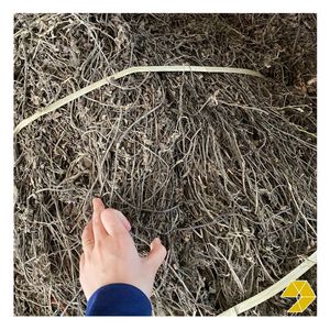 Feuilles d'herbe de gelée séchées naturelles du Vietnam – Fournisseur de matières premières de gelée d'herbe noire de qualité supérieure pour l'industrie alimentaire et des boissons - Product Image 6