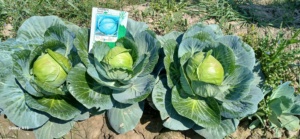 Semillas Híbridas de Col F1 Moon Star Evergreen, 99.9% de Pureza, 85% de Germinación, 2 Años de Vida Útil - Product Image 5