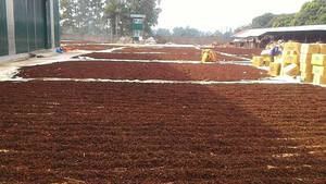 Anis étoilé de qualité supérieure Vente en gros Anis étoilé super vietnamien de qualité Phalco Vietnam JSC Durée de conservation de 24 mois - Product Image 3