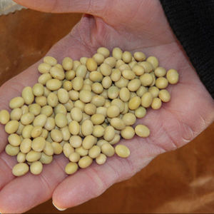 Agriculture Feed Grade Yellow <b>Soybeans</b> Competitive Price - Product Image 2