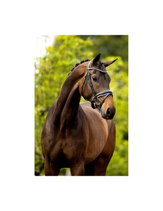 Bridon pour cheval en cuir véritable - Product Image 4