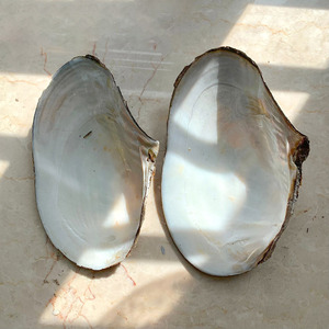 Conchas de nácar natural a buen precio, conchas crudas hermosas para decoración costera - Product Image 1