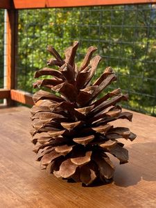 Centre de table et guirlande de cônes de pin séchés de qualité supérieure, ornement d'artisanat de pommes de pin non parfumées pour la décoration - Product Image 6