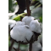 Bales de coton brut de qualité supérieure pour la fabrication textile, les fileries, les usines de vêtements et la vente en gros internationale