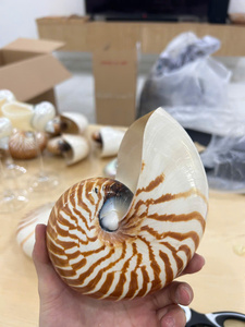 เปลือกหอยนอติลุสธรรมชาติแบบมีช่องสำหรับตกแต่งบ้าน งานฝีมือ DIY ขายส่งจากเวียดนาม - Product Image 4
