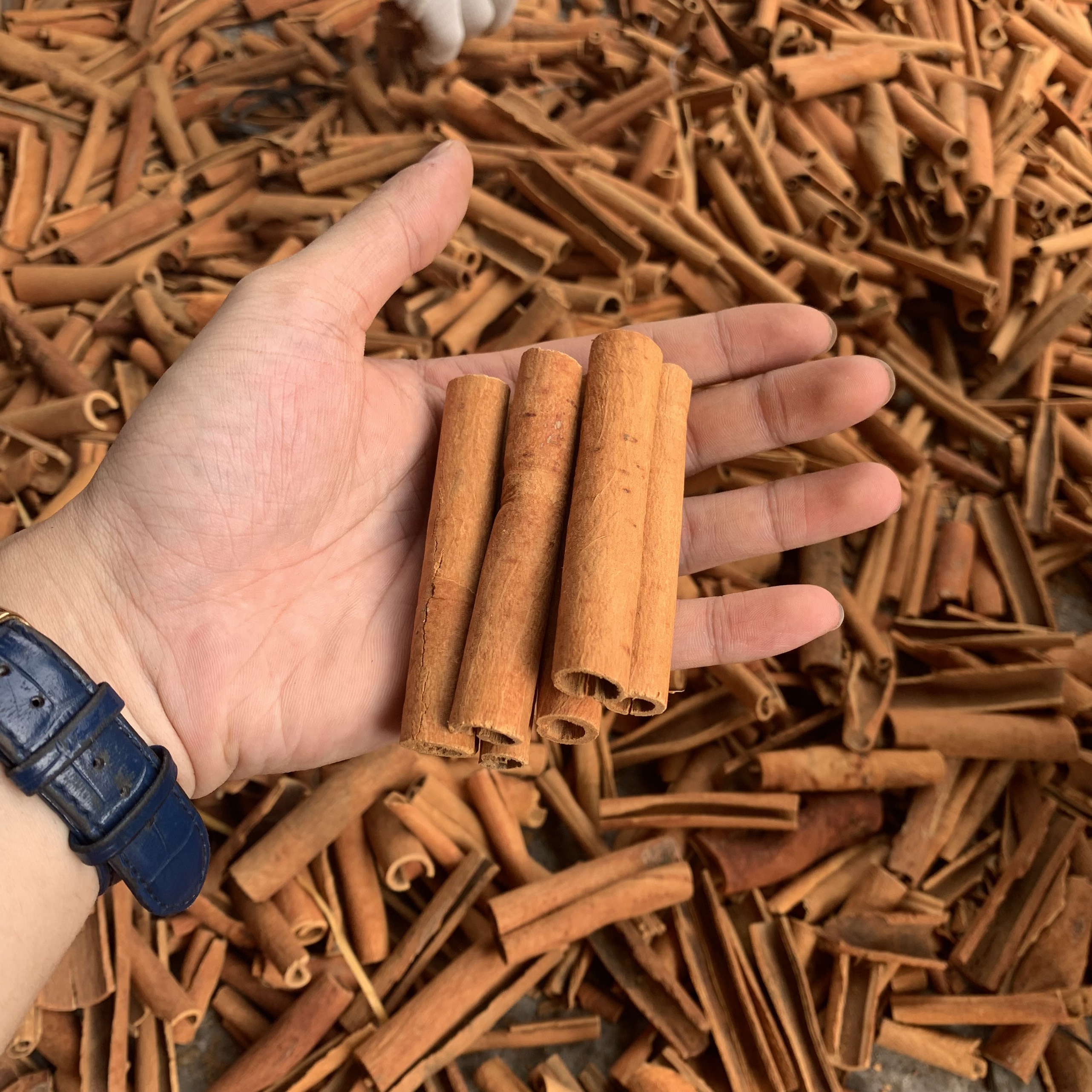 Высококачественные Новые укороченные сигары Cassia/Корица Вьетнам, оптовая цена, смешанные специи и приправы