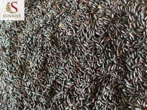 Riz séché de haute qualité du Vietnam en noir violet brun rouge couleurs au meilleur prix Contactez M. Louis + 84 379 830 699 - Product Image 6