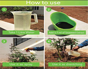 Extrait d'algues 100% biologique liquide pour une croissance rapide des plantes, fabriqué naturellement, durée de conservation de 2 ans, Terra Bio Naturals, exportateurs indiens - Product Image 4