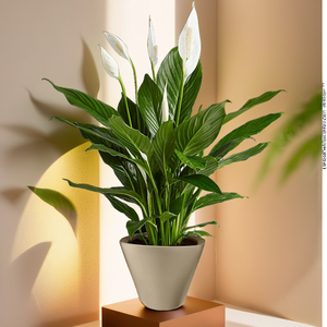 Macetas de plástico autorriego respetuosas con el medio ambiente duraderas para uso doméstico y comercial - Product Image 4