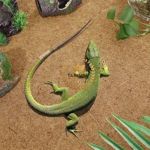 Tapis de Reptiles en Fibres de Coco Naturelles pour Animaux de Compagnie, Vente en Gros, Origine du Vietnam - Product Image 2