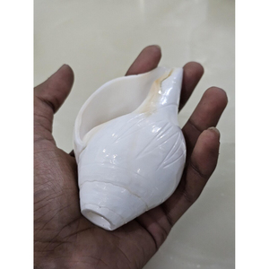 Concha Shankh Natural de 13 cm |   Concha de Caracol para Decoración y Uso Ritual - Product Image 3